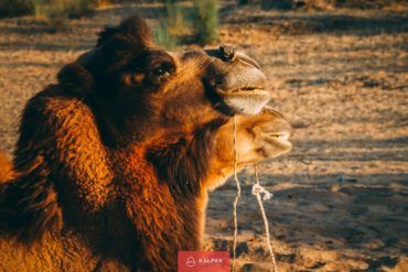 Silk Road camel, Uzbekistan
