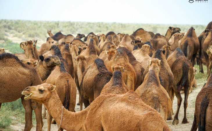 Camels in Turkmenistan