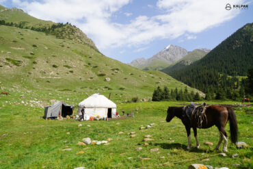 horse and yurt in nature