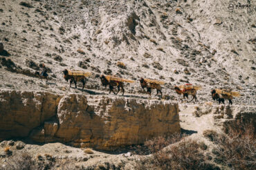 Camels in Pamir