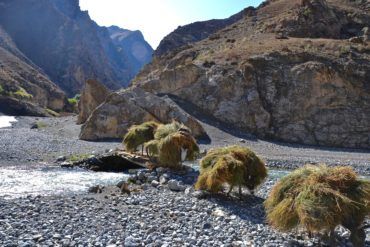 Fann mountains of Tajikistan donkeys carrying grass