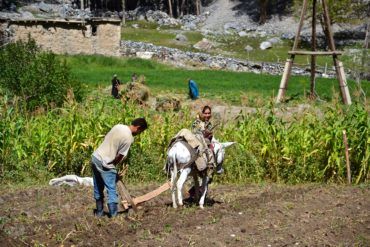 Tajikistan people working during their summer vacations in nature