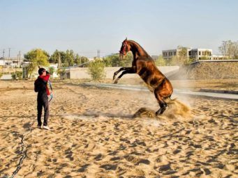 Turkmenistan Tour - Akhal Teke Horse Farm