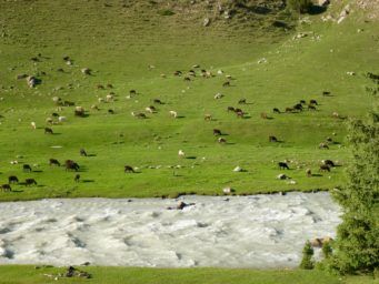 Kyrgyzstan Summer Pasture with River and Animals