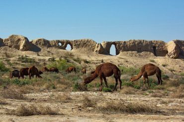 Turkmenistan Tour - Camels Grazing at Merv